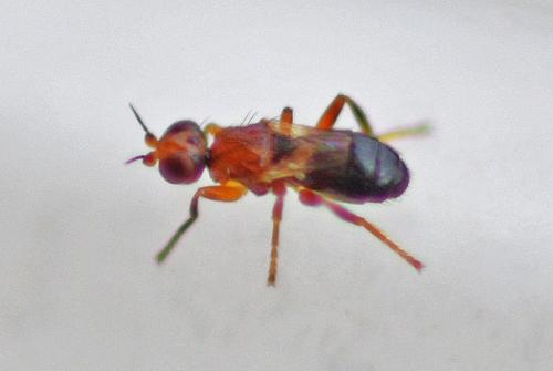 Elachiptera brevipennis